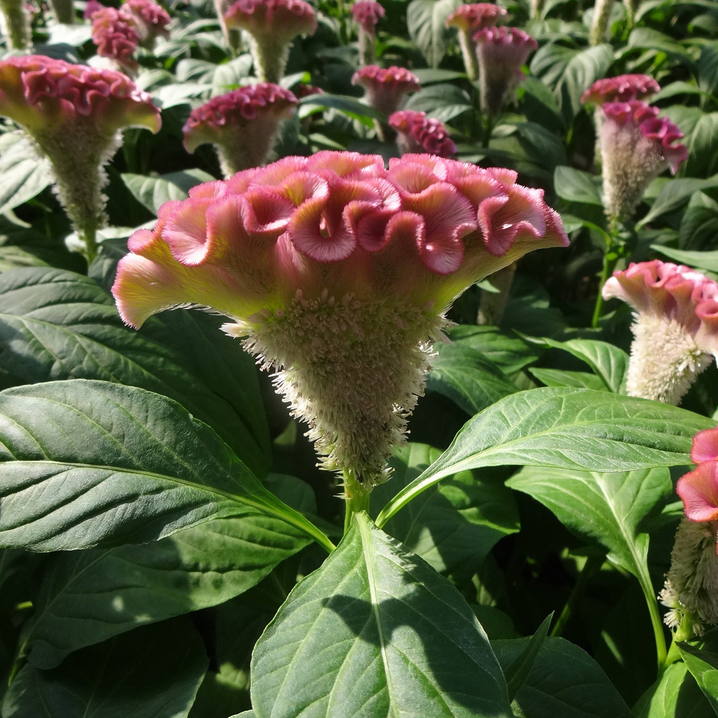 Celosia 'Asuka Select Pink' - 25 SEEDS