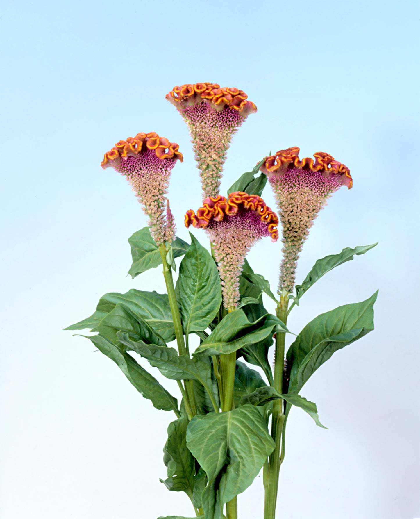 Celosia 'Bombay Fiore' - 25 SEEDS