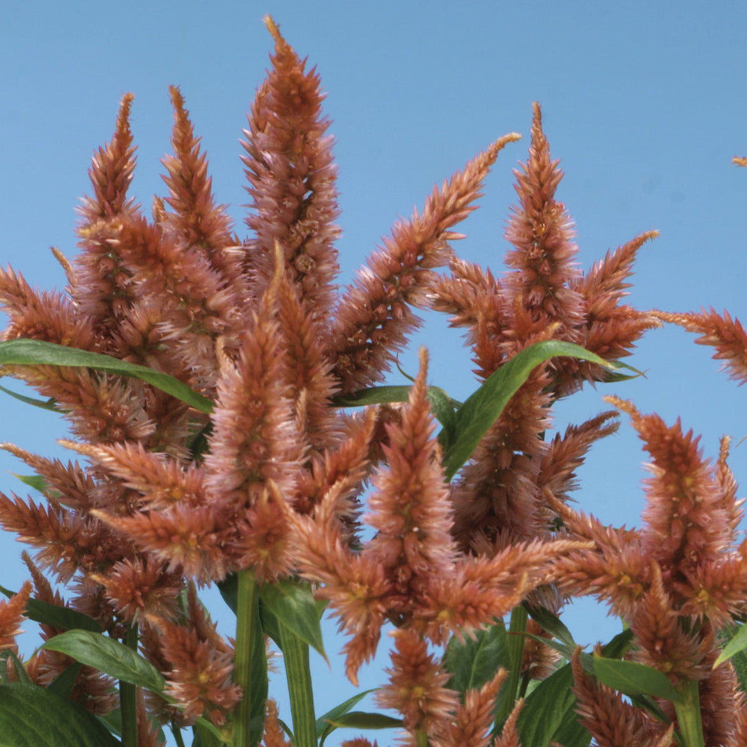 Celosia 'Celway Terracotta' - 25 SEEDS