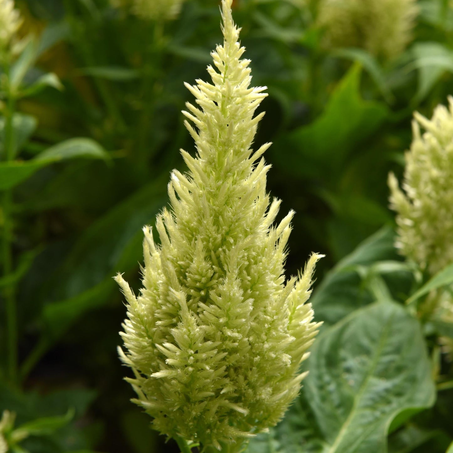 Celosia 'Sunday Green' - 25 SEEDS