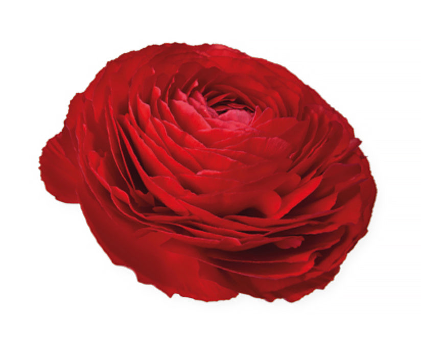 Italian Ranunculus 'Elegance Rosso 154-10' - SEEDLING PACKAGE