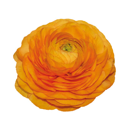 Italian Ranunculus 'Elegance Clementine 04M' - SEEDLING PACKAGE
