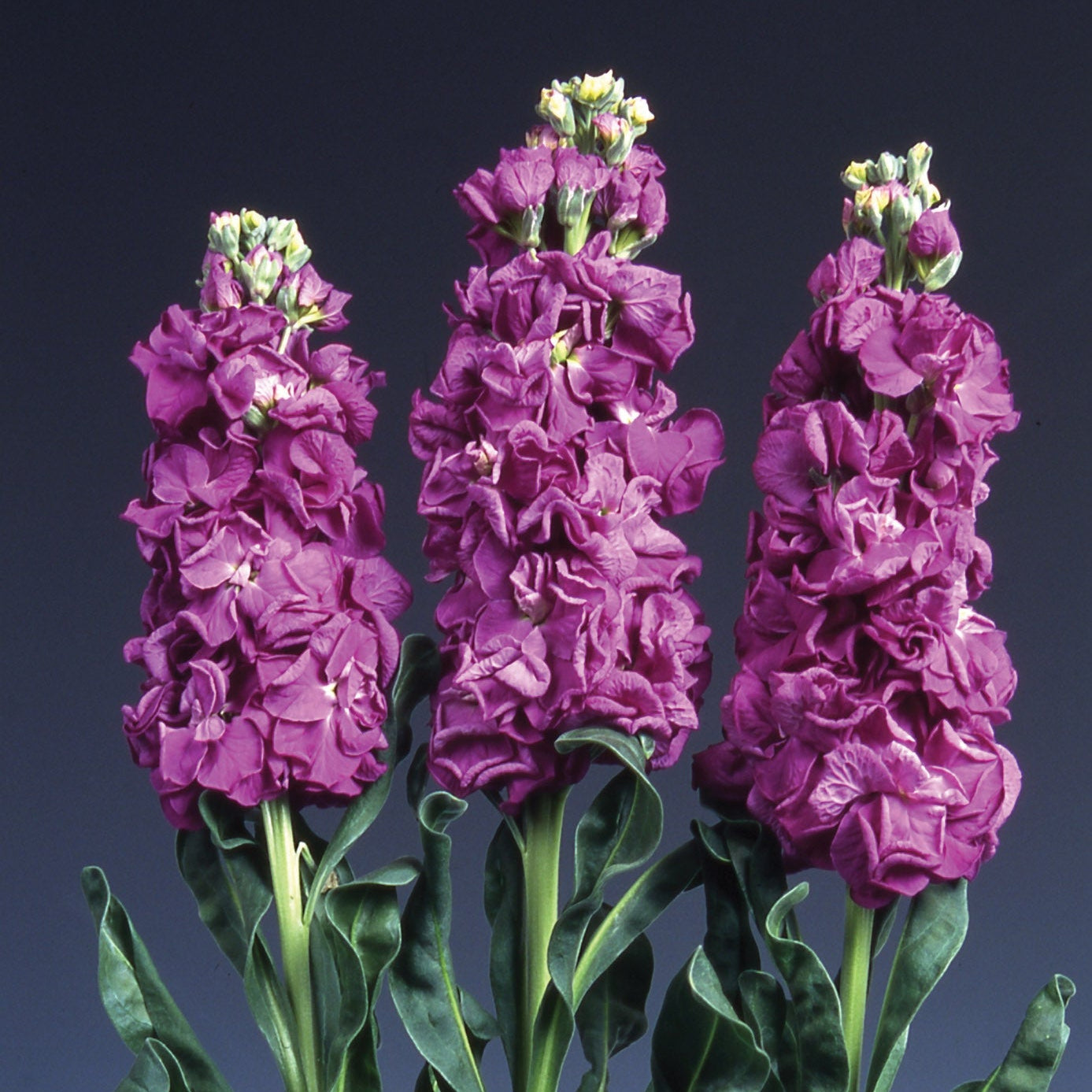 Stock 'Iron Purple' - SEEDLING PACKAGE