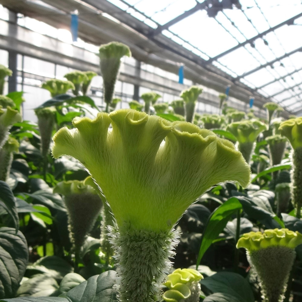 Celosia 'Asuka Select Green' - 25 SEEDS