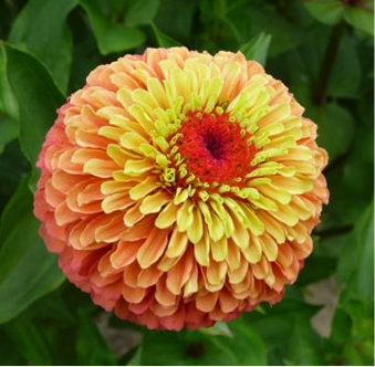 Zinnia 'Queeny Lime Orange' - 25 SEEDS