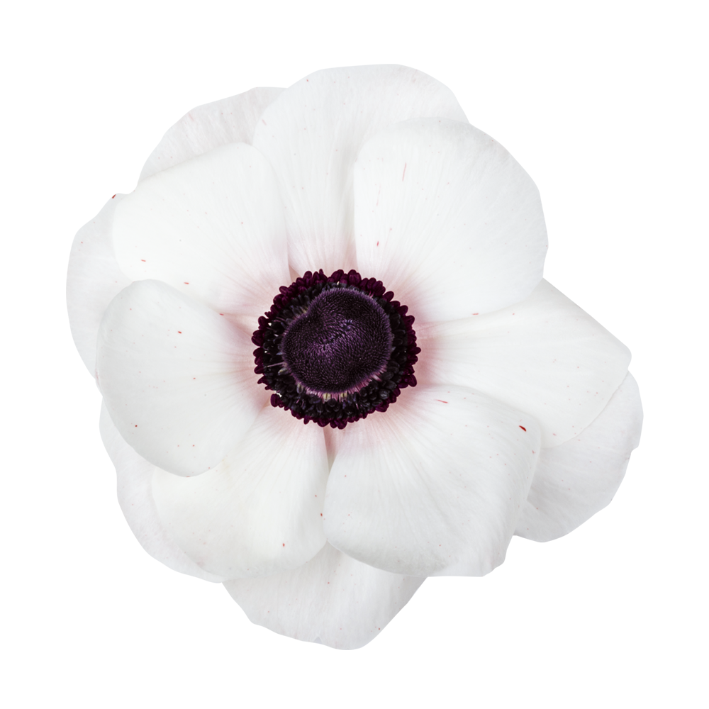 Italian Anemone 'Mistral Plus Panda' - 25 SEEDS (PRE-ORDER)