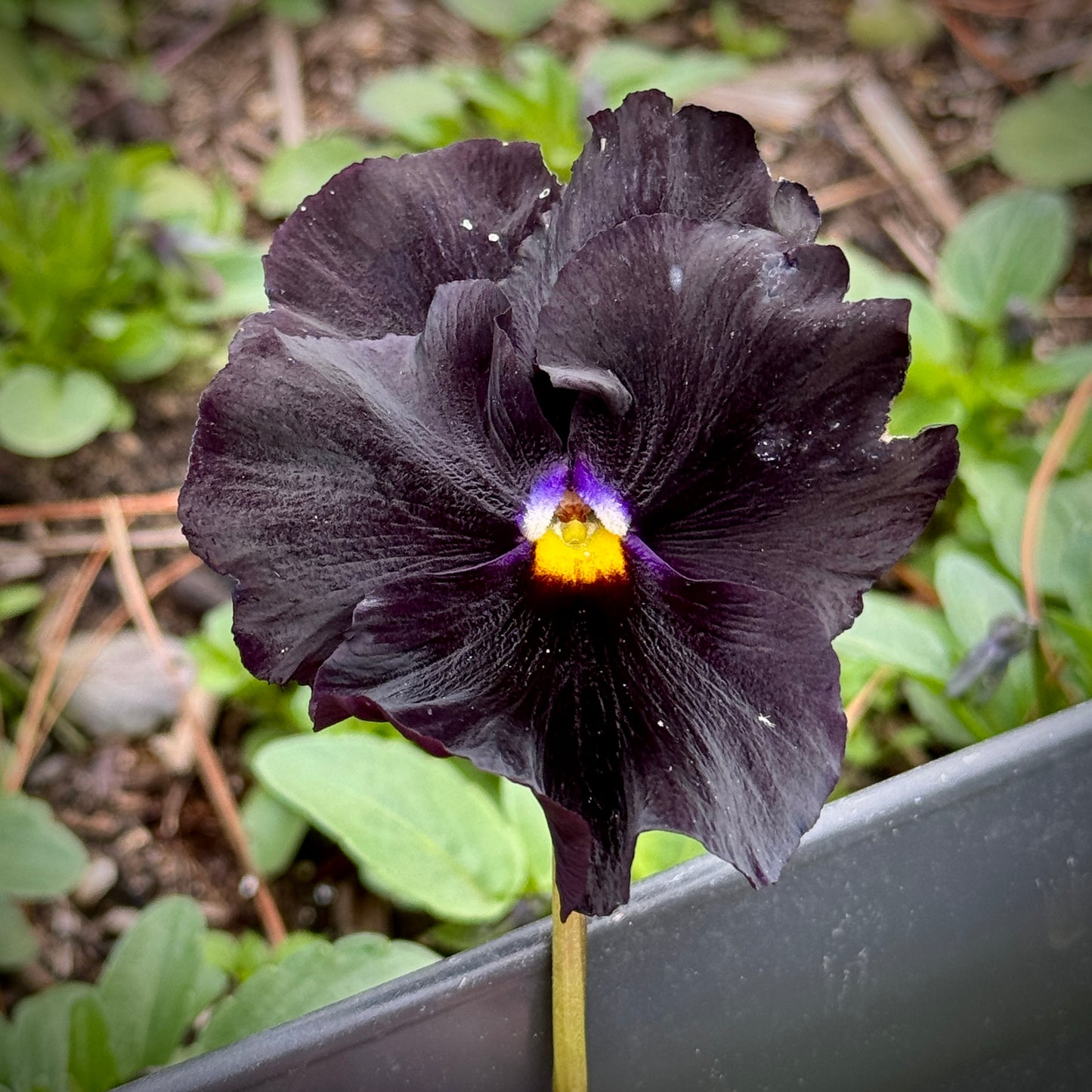 Italian Pansy 'Flamenco Black Moon' - 25 SEEDS