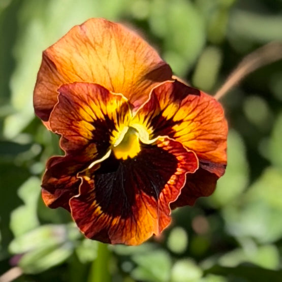 Italian Pansy 'Chianti Mixed' - 25 SEEDS