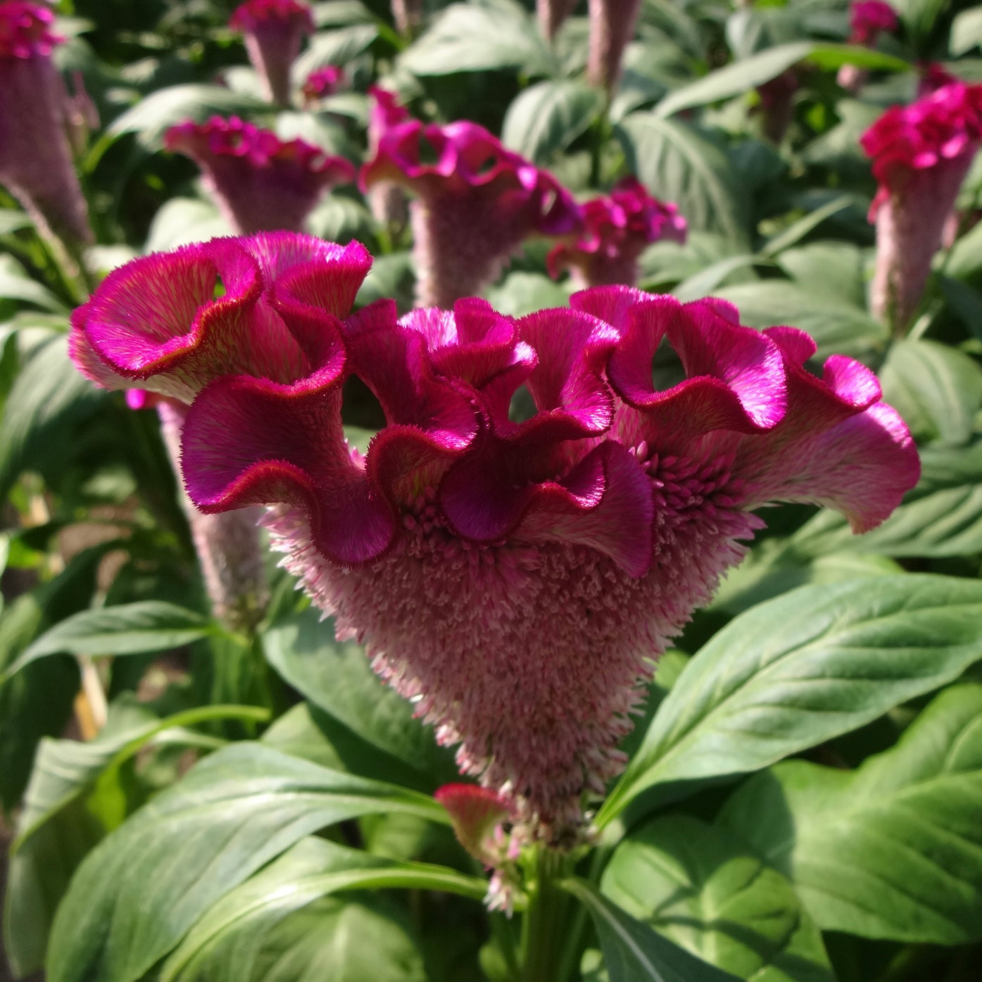 Celosia 'Asuka Select Purple' - 25 SEEDS