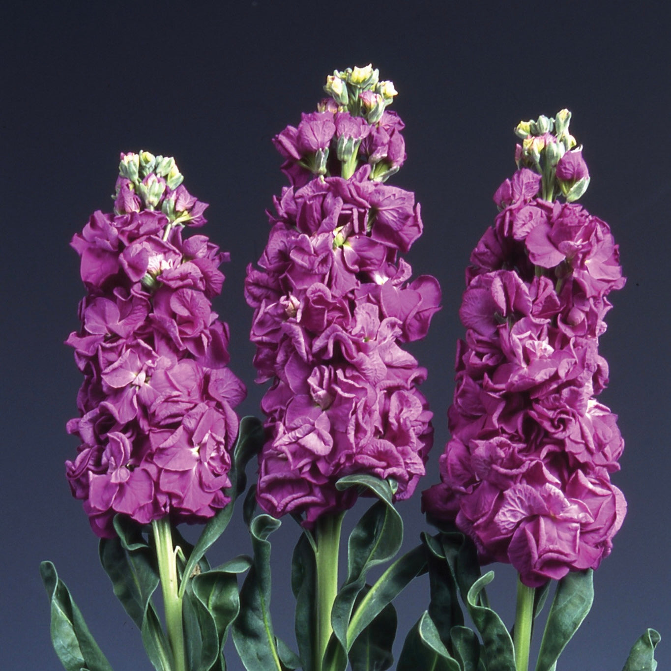 Stock 'Iron Purple' - 25 SEEDS