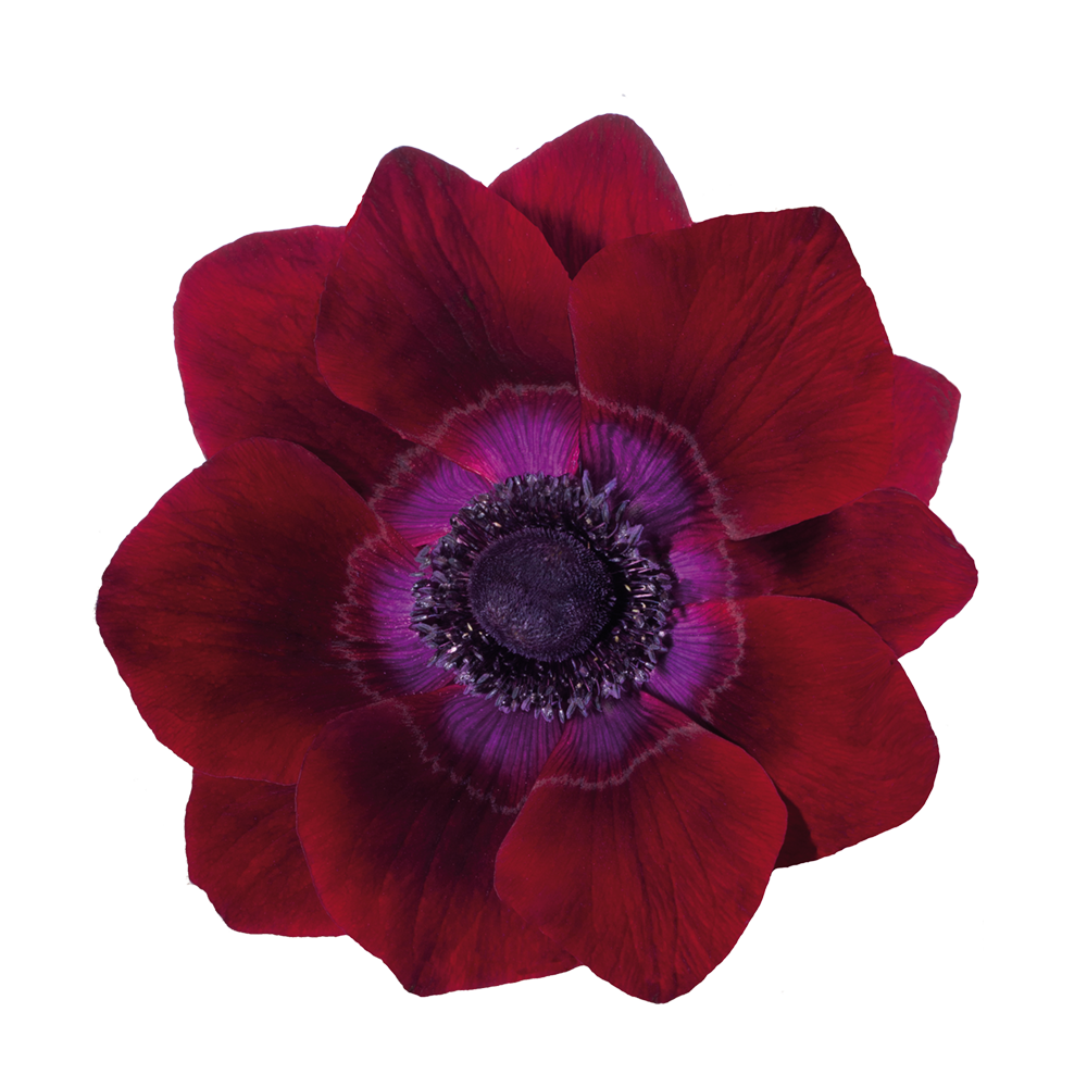 Italian Anemone 'Mistral Bordeaux' - 25 SEEDS (PRE-ORDER)
