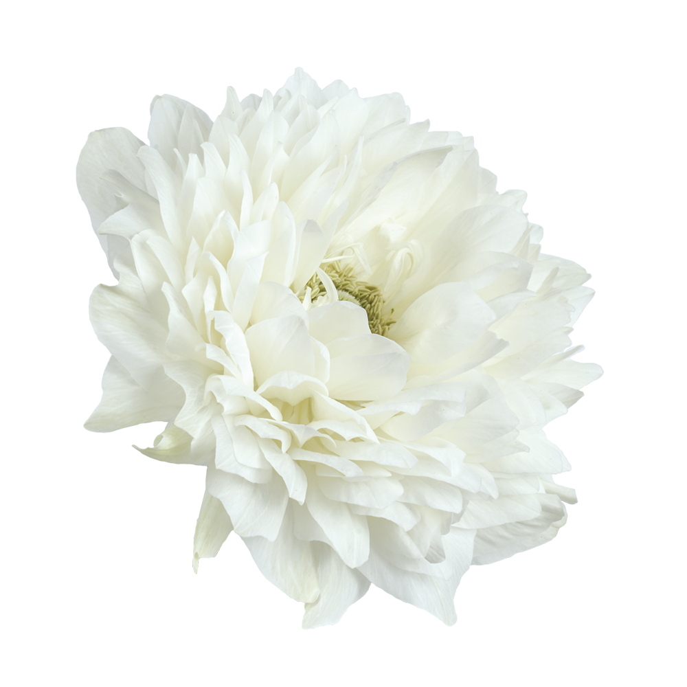 Italian Anemone 'Levante Bianco' - 25 SEEDS (PRE-ORDER)