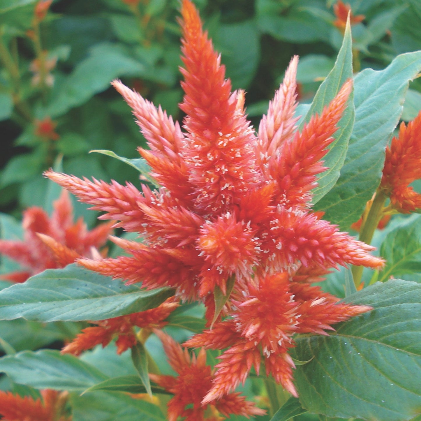 Celosia 'Celway Orange' - 25 SEEDS