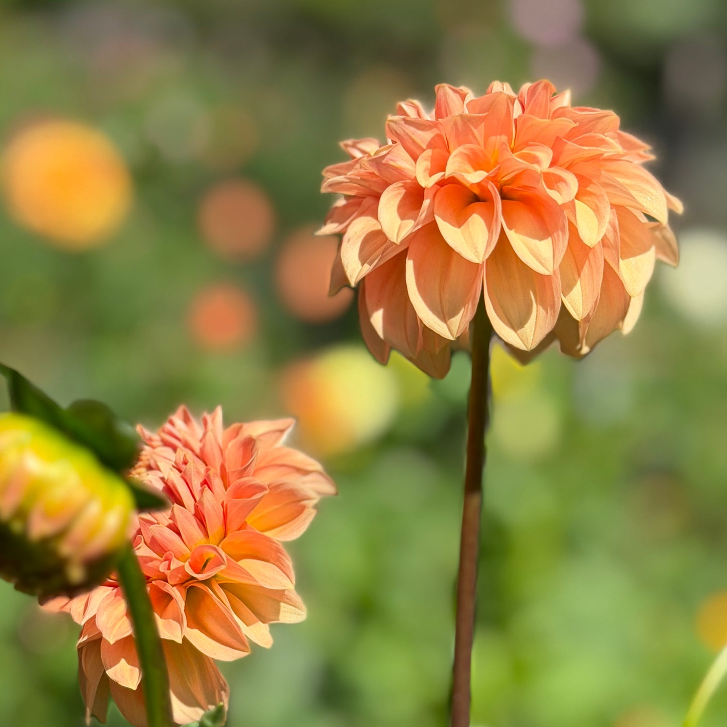 Florelie Nectar