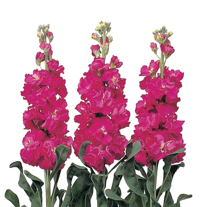 Stock 'Iron Rose' - 25 SEEDS