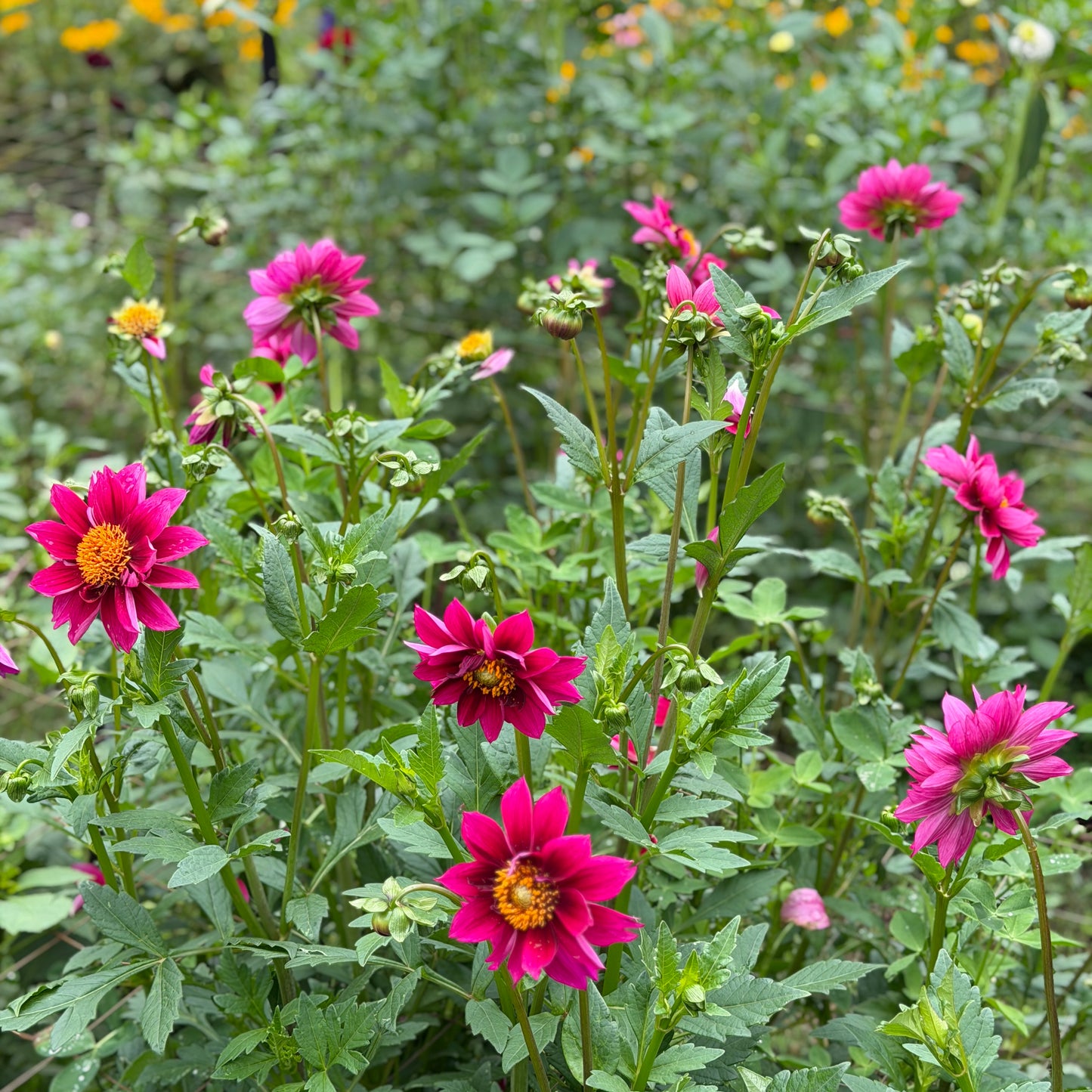 E. Pippa