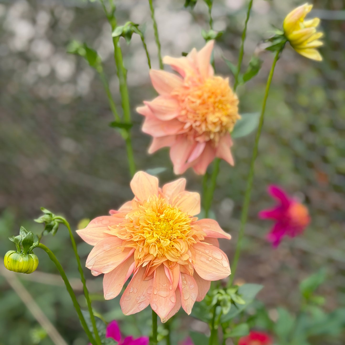 Everbloom Lioness