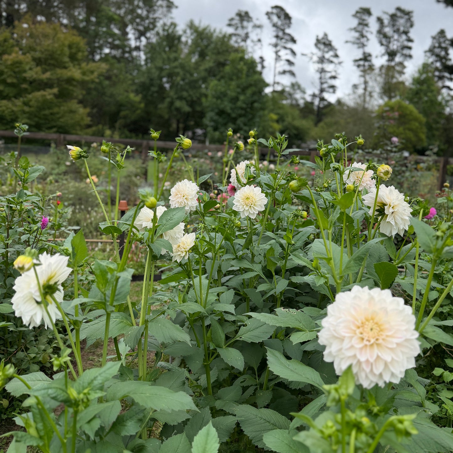 Everbloom First Dance