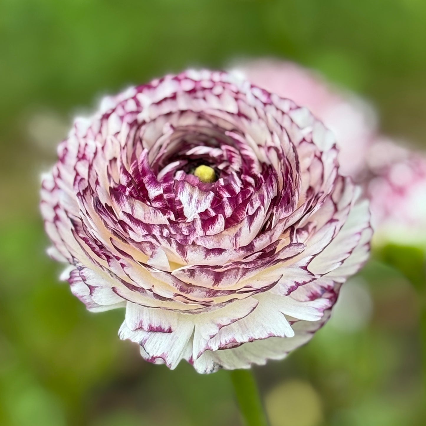 Italian Ranunculus 'Bianco Striato Mix' - 5 CORMS