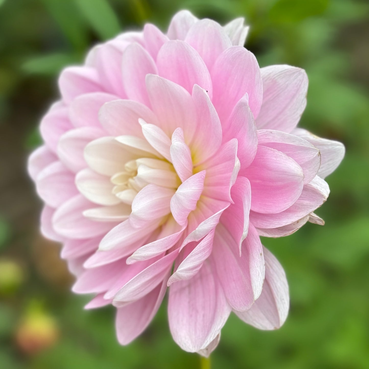 Bracken Ballerina (N/A)