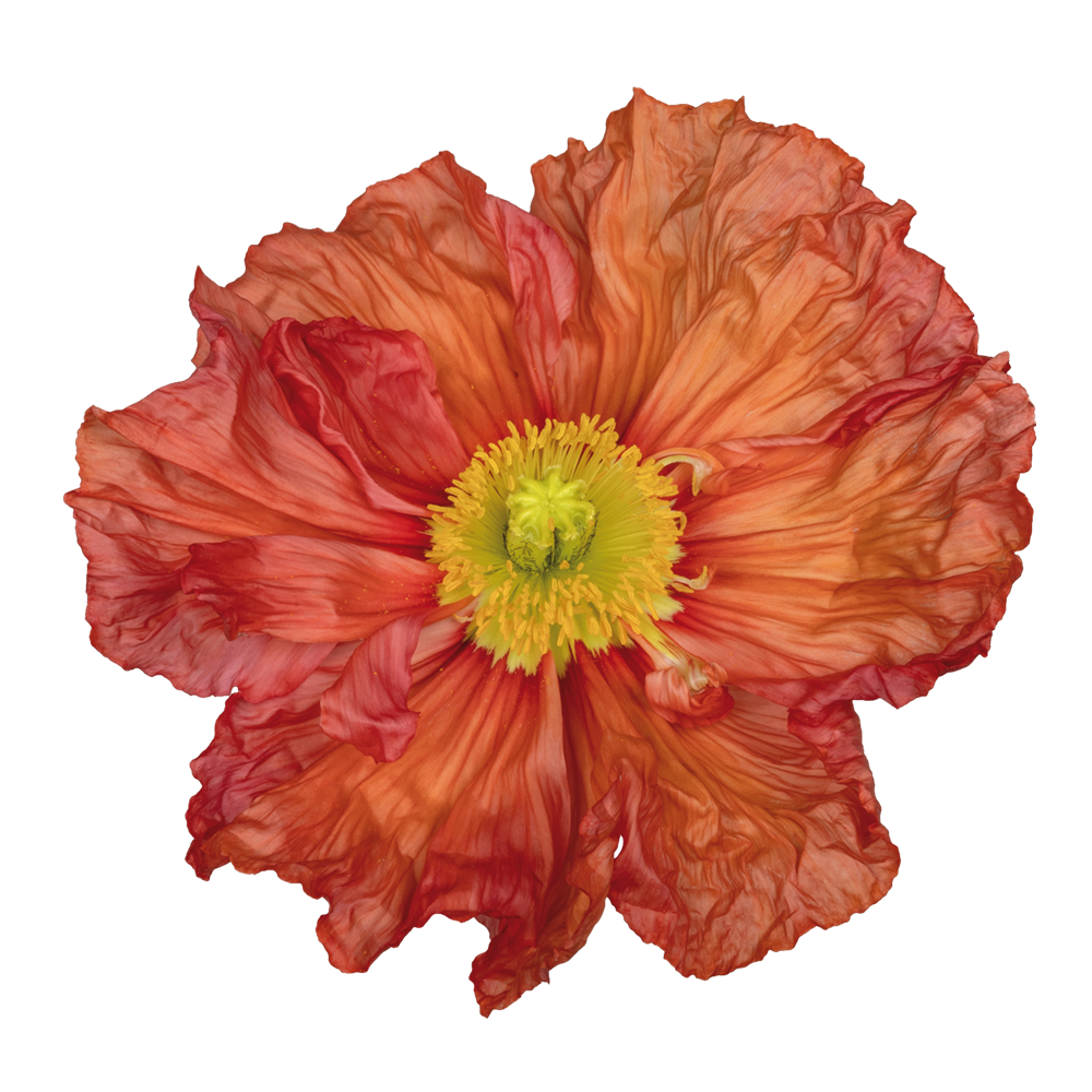Italian Poppy 'Colibri Corallo' - SEEDLING