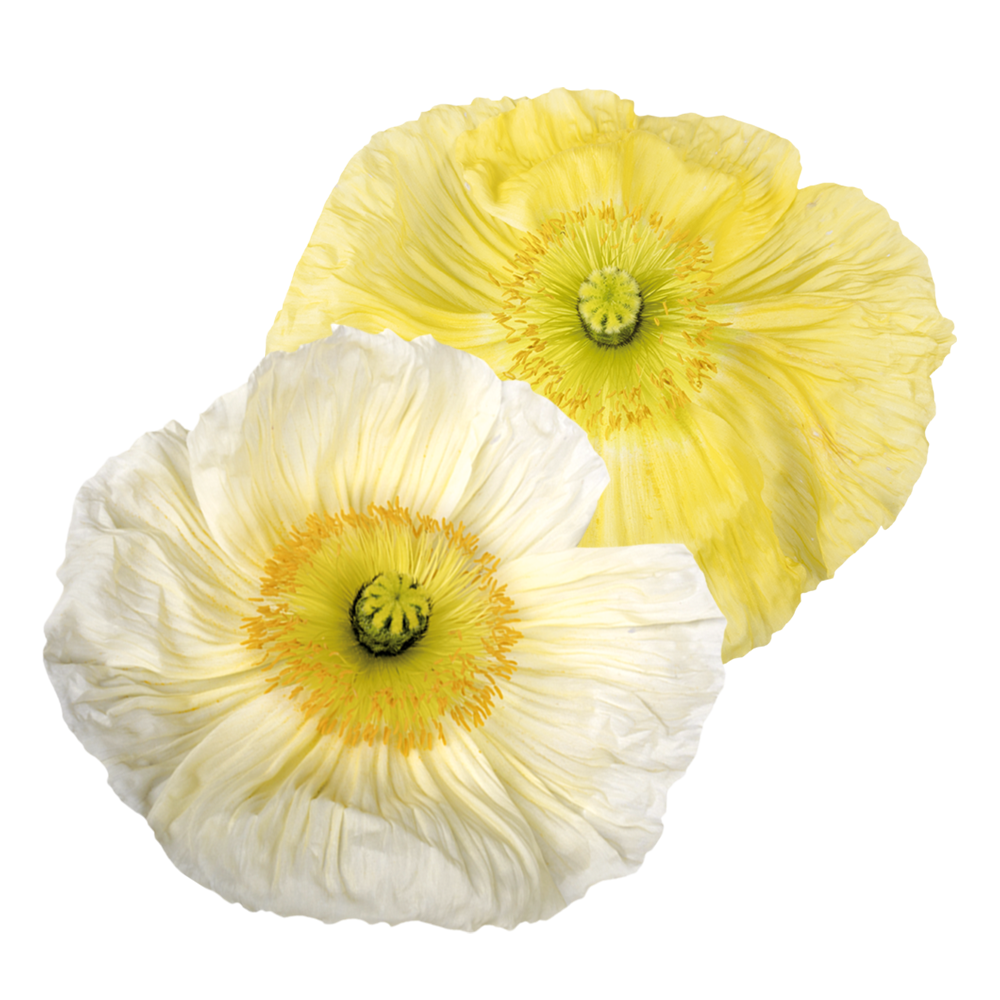 Italian Poppy 'Colibri Giallo Chiaro' - SEEDLING