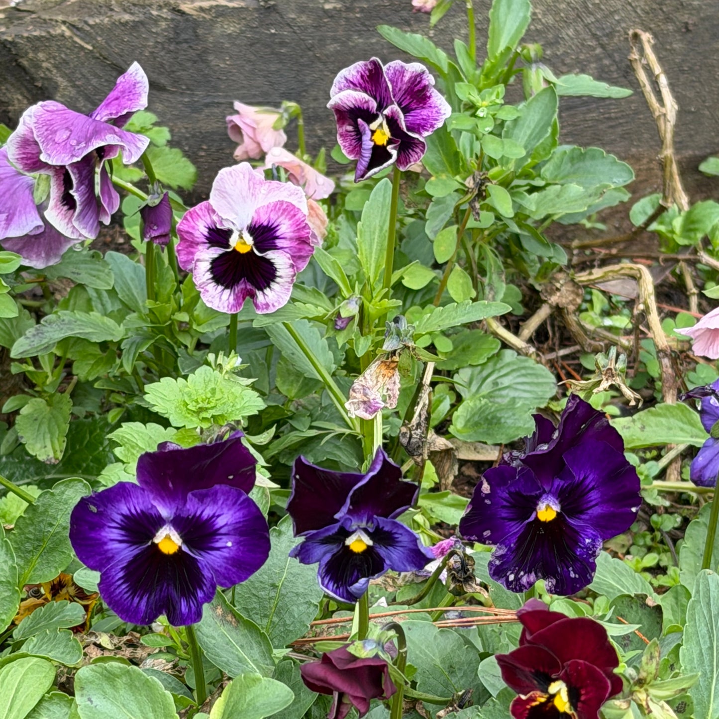 Italian Pansy 'Moulin Rouge Mixed’ - 25 SEEDS