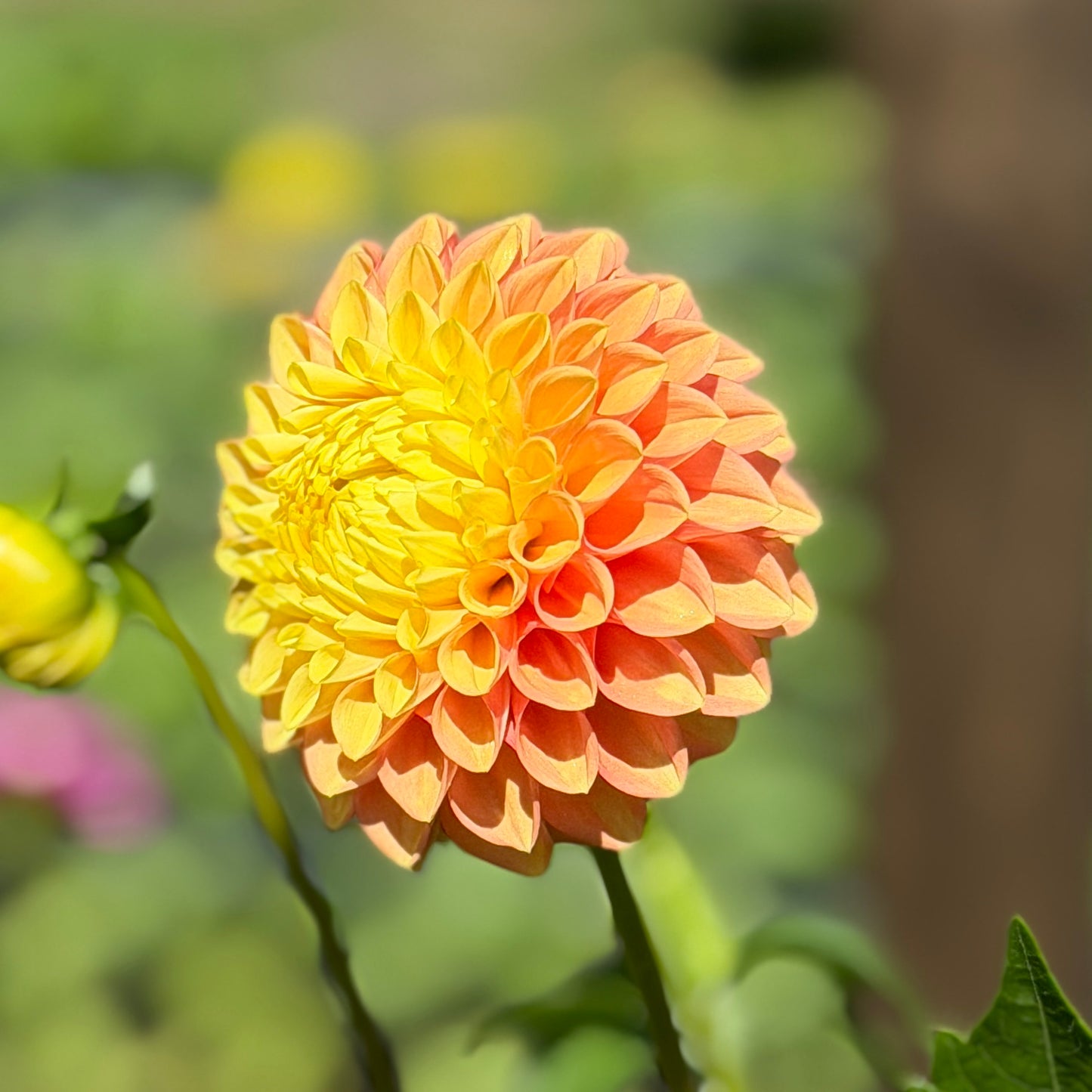 Alfie's Marigold