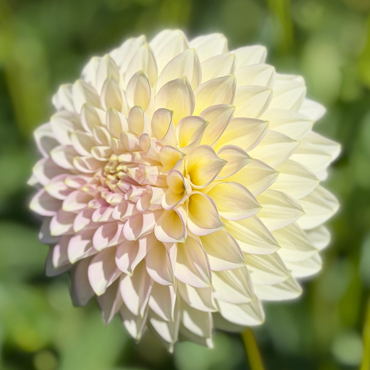 Florelie Grace