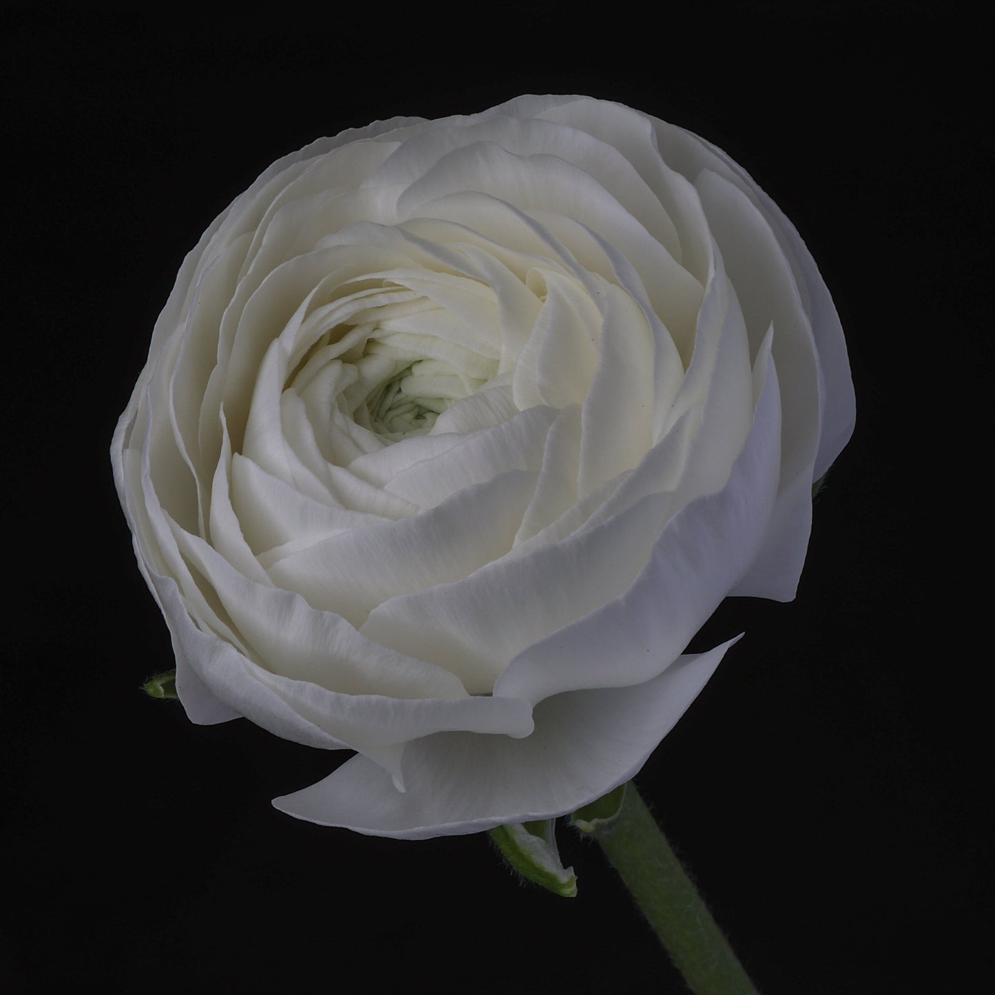 Italian Ranunculus 'Elegance Bianco 248-18' - 25 SEEDS