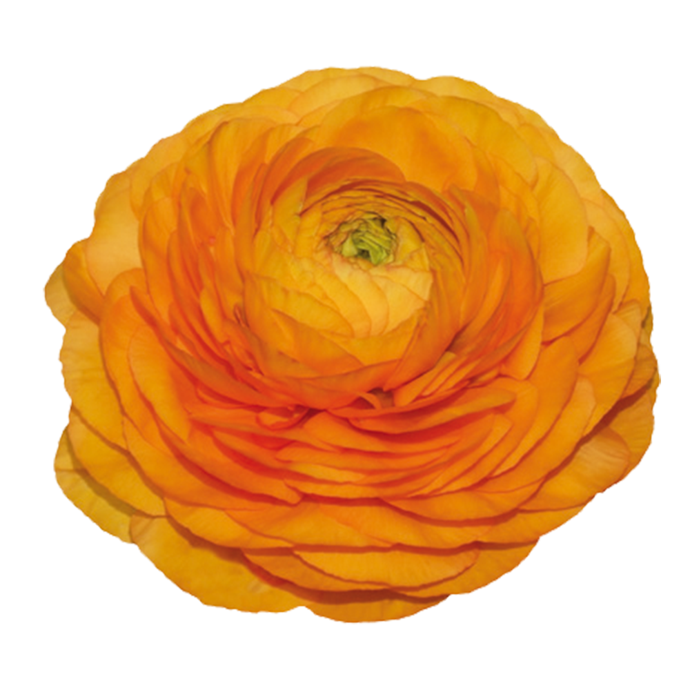Italian Ranunculus 'Elegance Clementine 04M' - 25 SEEDS