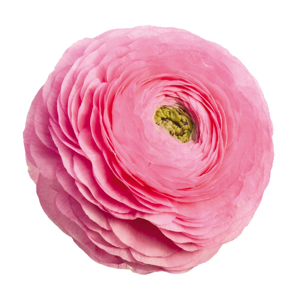 Italian Ranunculus 'Elegance Rosa Chiaro 78-08' - SEEDLING (PRE-ORDER)