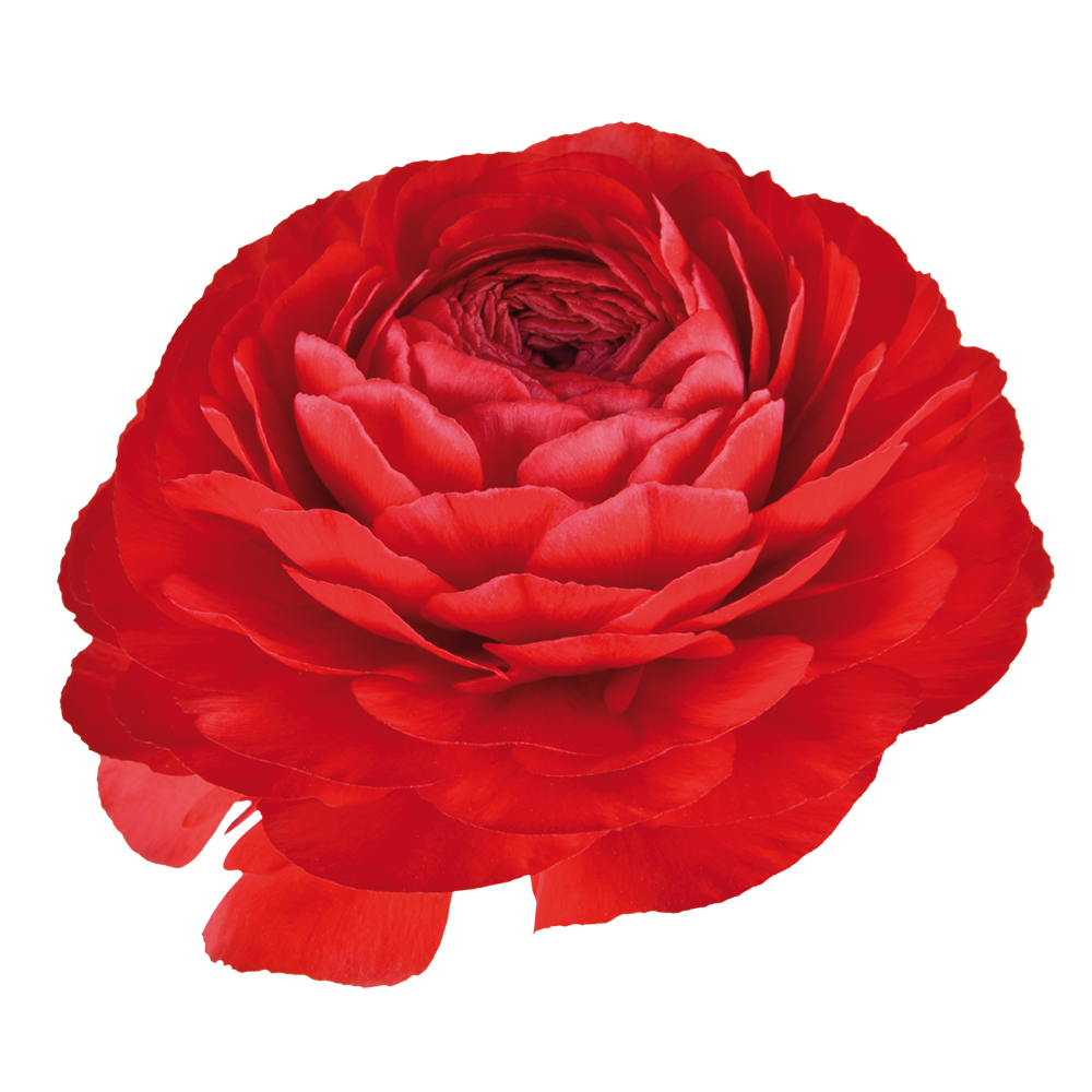 Italian Ranunculus 'Elegance Rosso 99-6' - SEEDLING (PRE-ORDER)