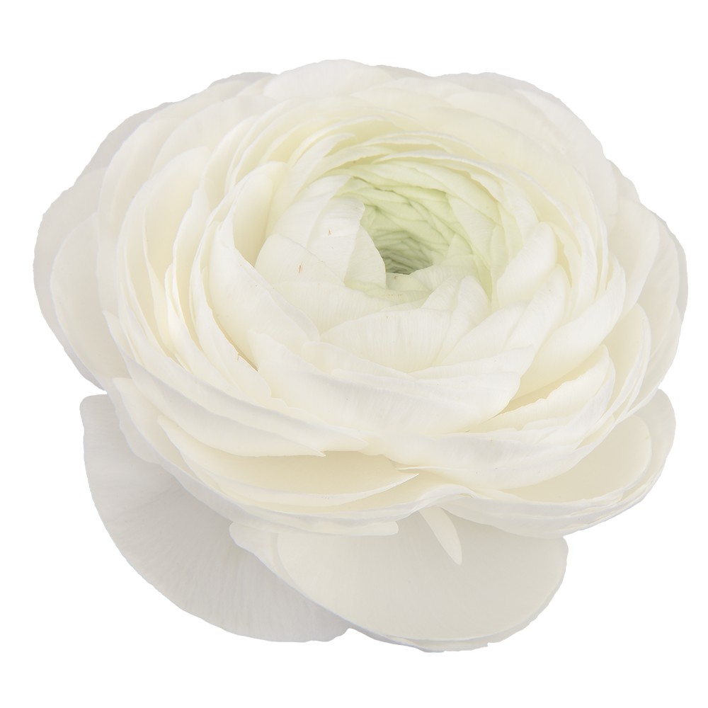 Italian Ranunculus 'Elegance Bianco 01-04' - 25 SEEDS (PRE-ORDER)