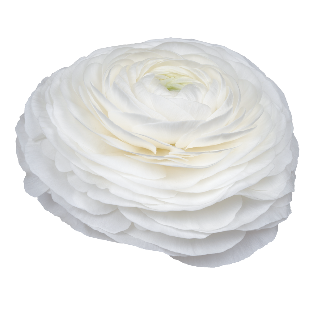 Italian Ranunculus 'Elegance Bianco 190-14' - 25 SEEDS (PRE-ORDER)
