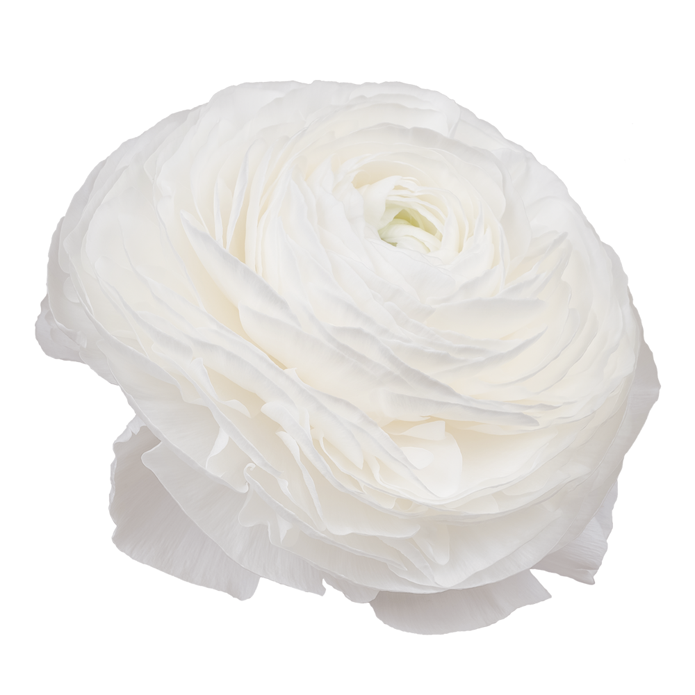 Italian Ranunculus 'Elegance Bianco 31-16' - 25 SEEDS (PRE-ORDER)