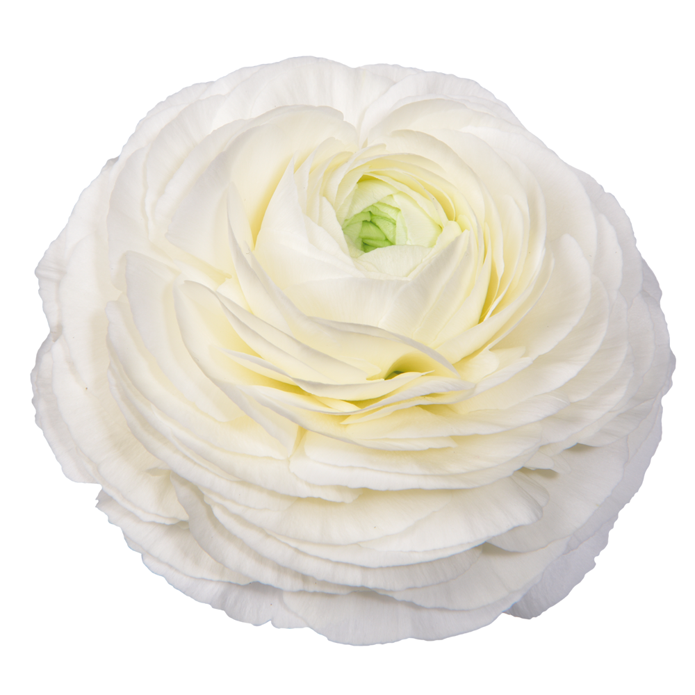 Italian Ranunculus 'Elegance Bianco 59-99' - 25 SEEDS (PRE-ORDER)