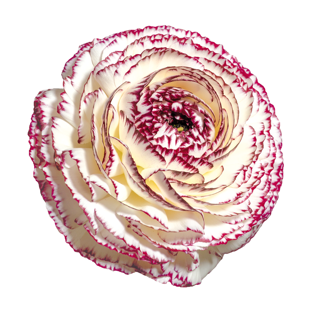 Italian Ranunculus 'Elegance Bianco Striato 48-14' - 25 SEEDS (PRE-ORDER)