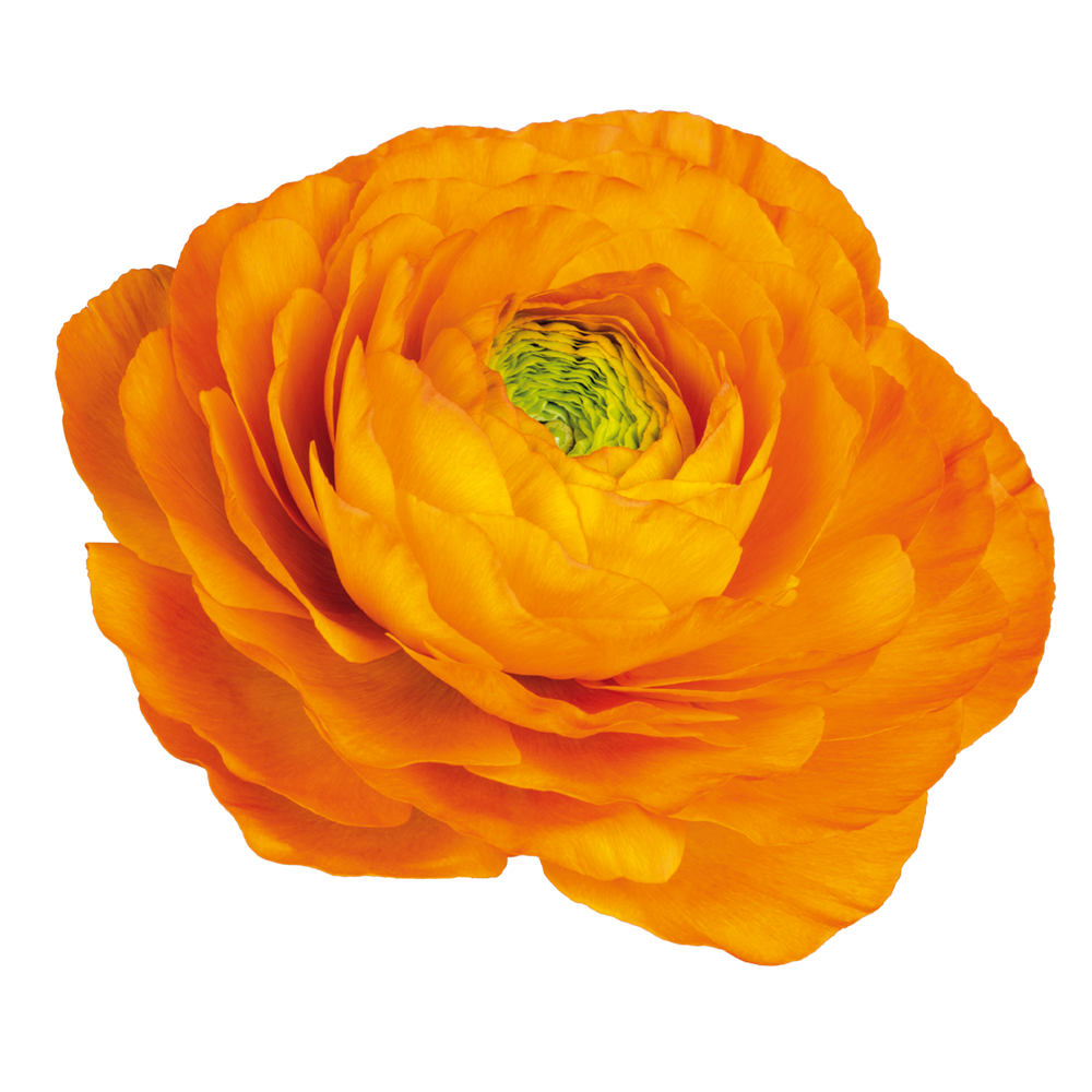 Italian Ranunculus 'Elegance Clementine 1A14' - 25 SEEDS (PRE-ORDER)