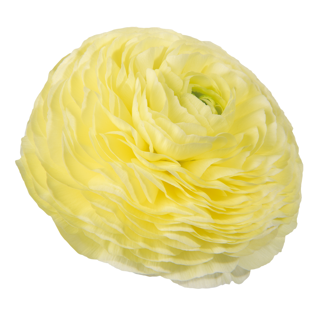 Italian Ranunculus 'Elegance Crema 43-99' - 25 SEEDS (PRE-ORDER)