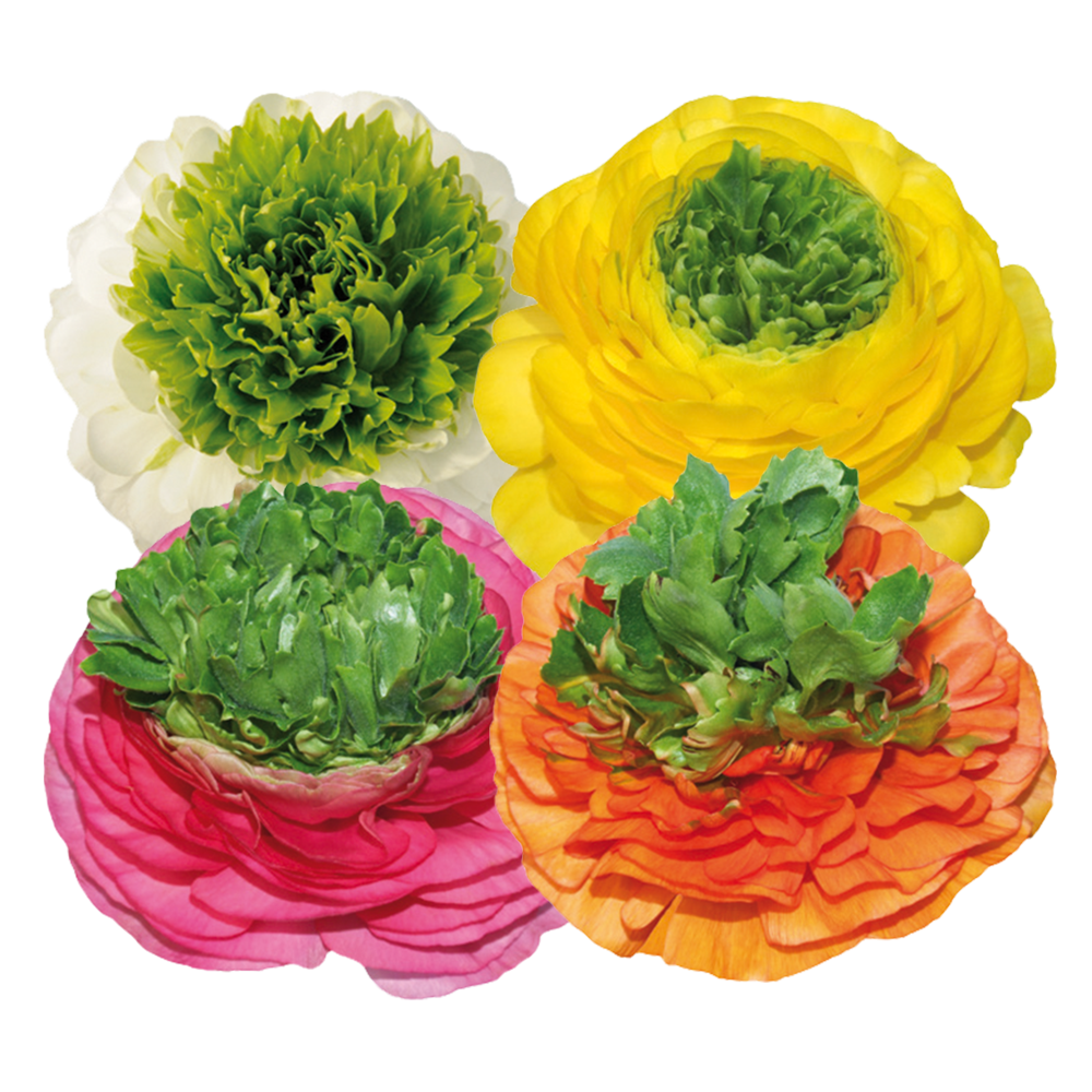 Italian Ranunculus 'Elegance Festival Mix' - 25 SEEDS (PRE-ORDER)