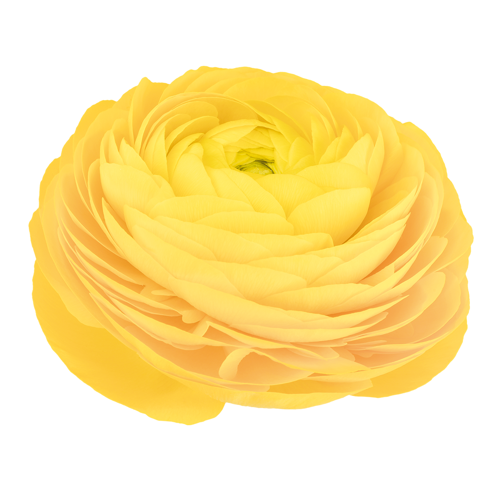 Italian Ranunculus 'Elegance Giallo 21-10' - 25 SEEDS (PRE-ORDER)