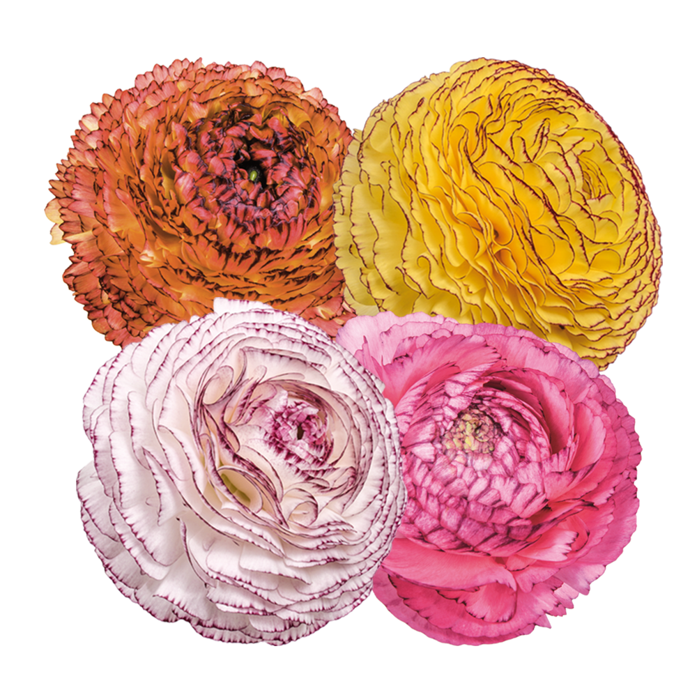 Italian Ranunculus 'Elegance Giallo Striato 65-09' - 25 SEEDS (PRE-ORDER)