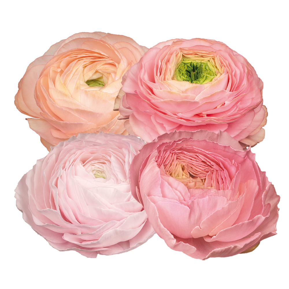 Italian Ranunculus 'Elegance Pastello 127-00' - SEEDLING (PRE-ORDER)