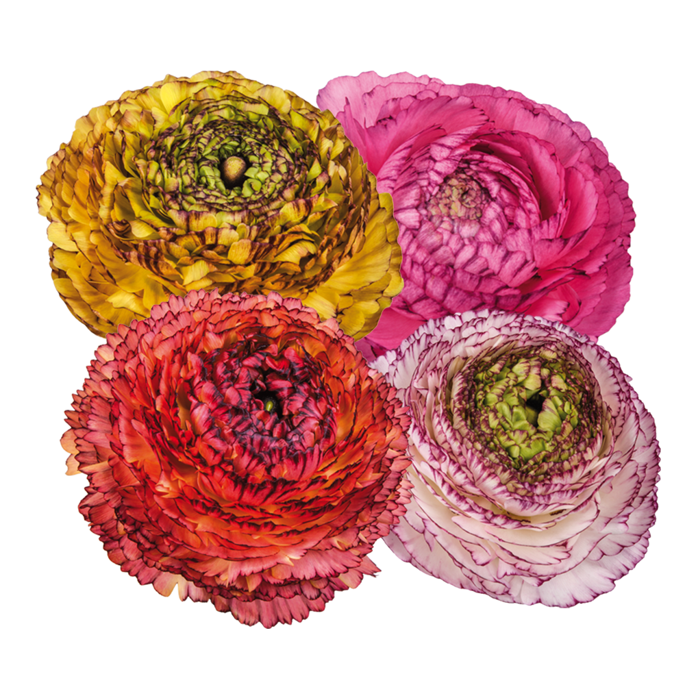 Italian Ranunculus 'Elegance Pastello Striato 66-12' - 25 SEEDS (PRE-ORDER)