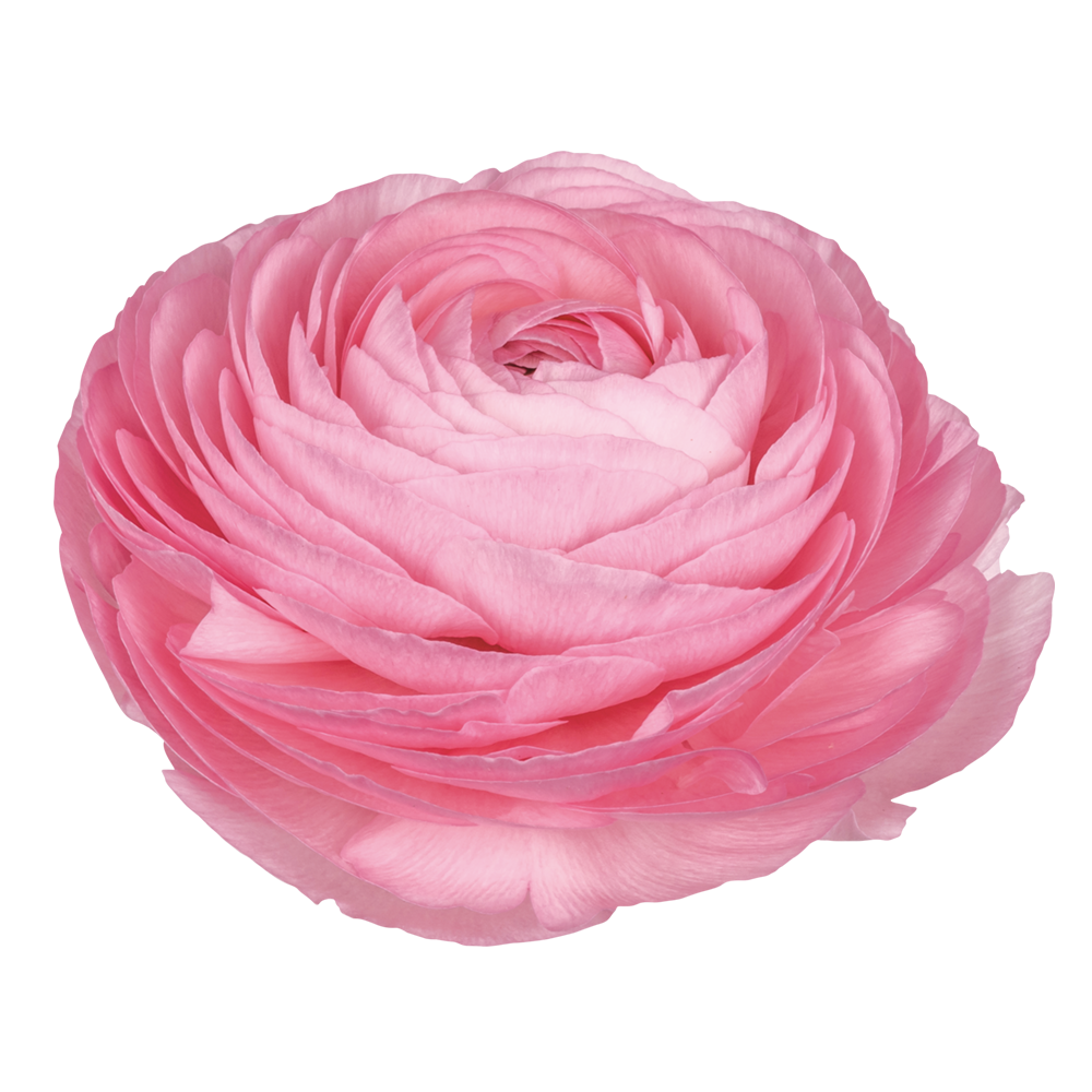 Italian Ranunculus 'Elegance Rosa 89-02' - SEEDLING (PRE-ORDER)