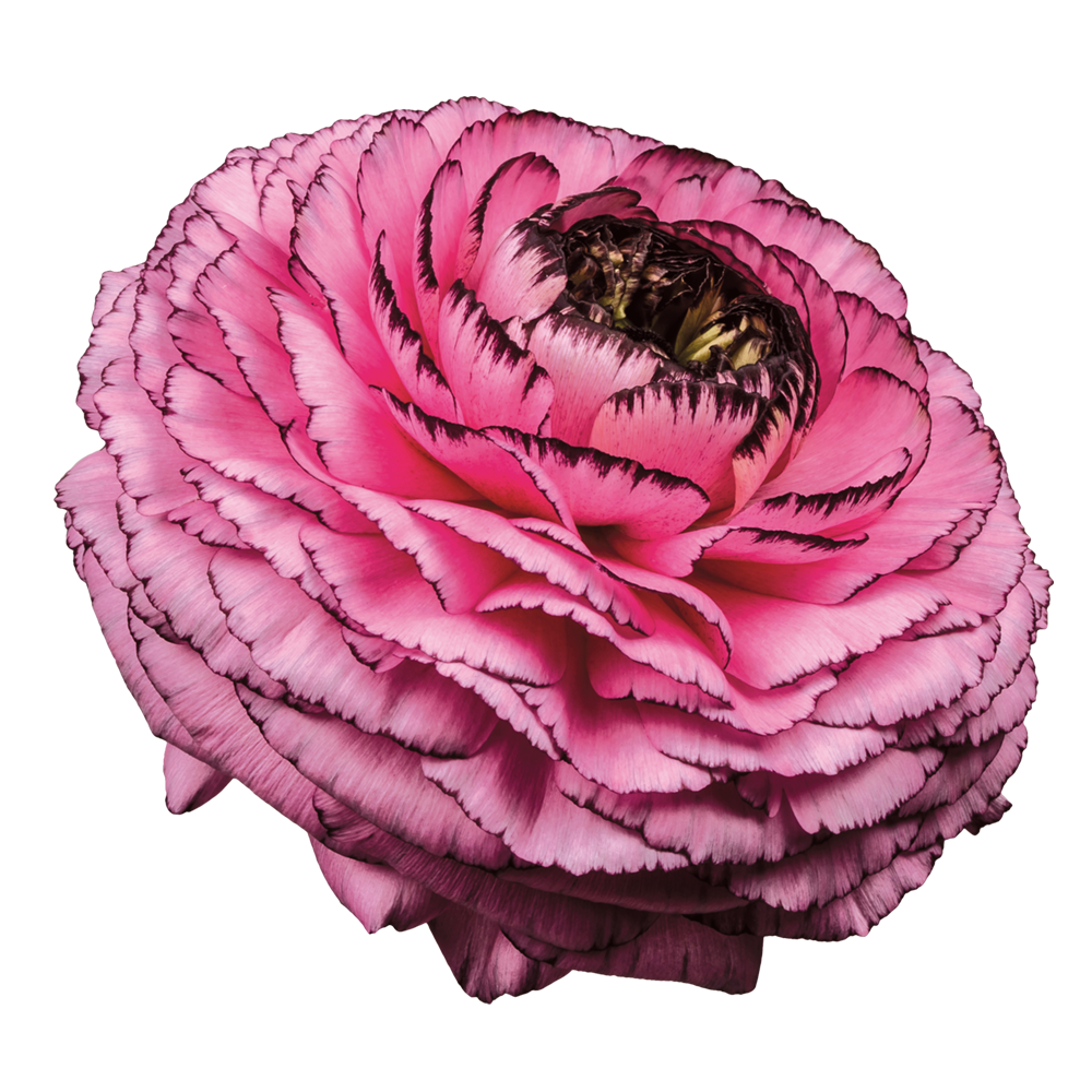 Italian Ranunculus 'Elegance Rosa Striato 69-16' - 25 SEEDS (PRE-ORDER)