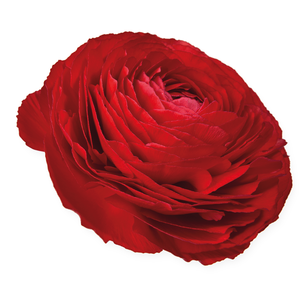 Italian Ranunculus 'Elegance Rosso 154-10' - SEEDLING (PRE-ORDER)