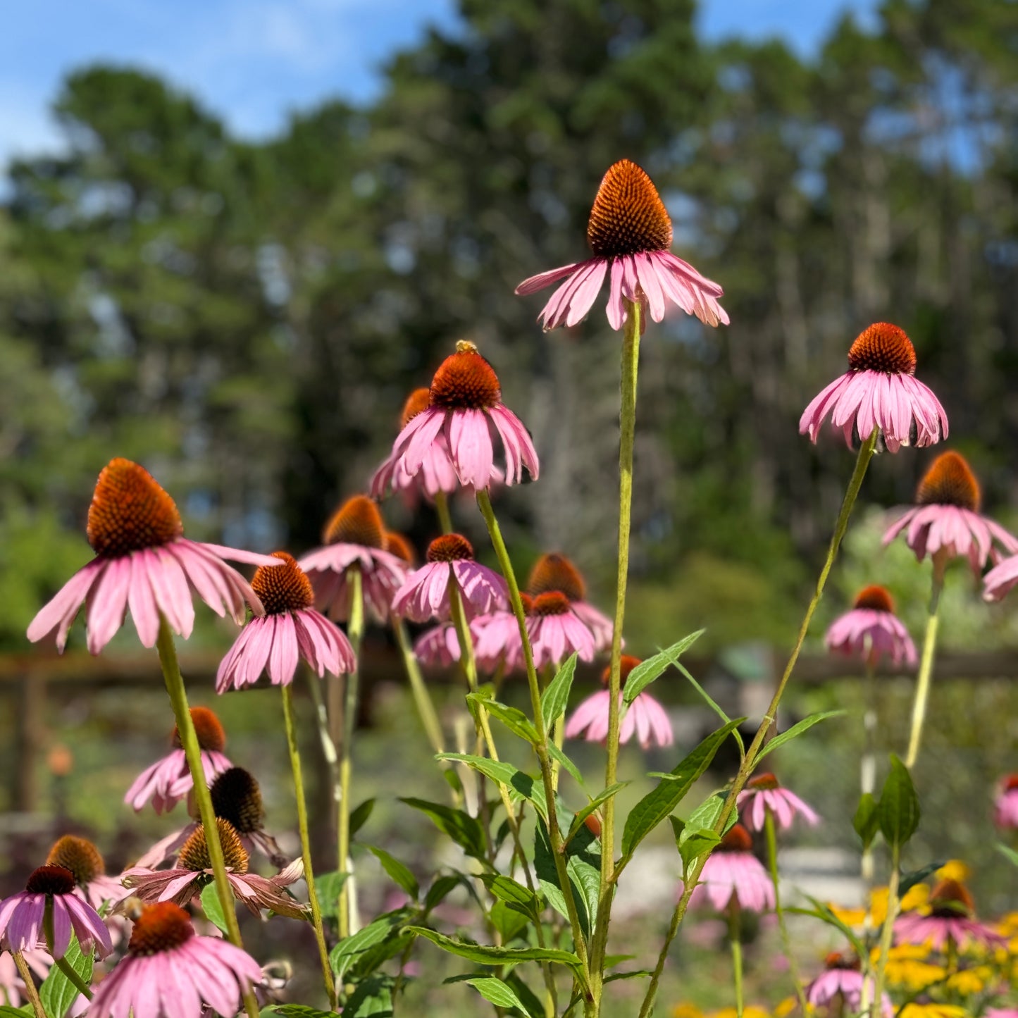 Echinacea 'Purpurea' - SEEDLING