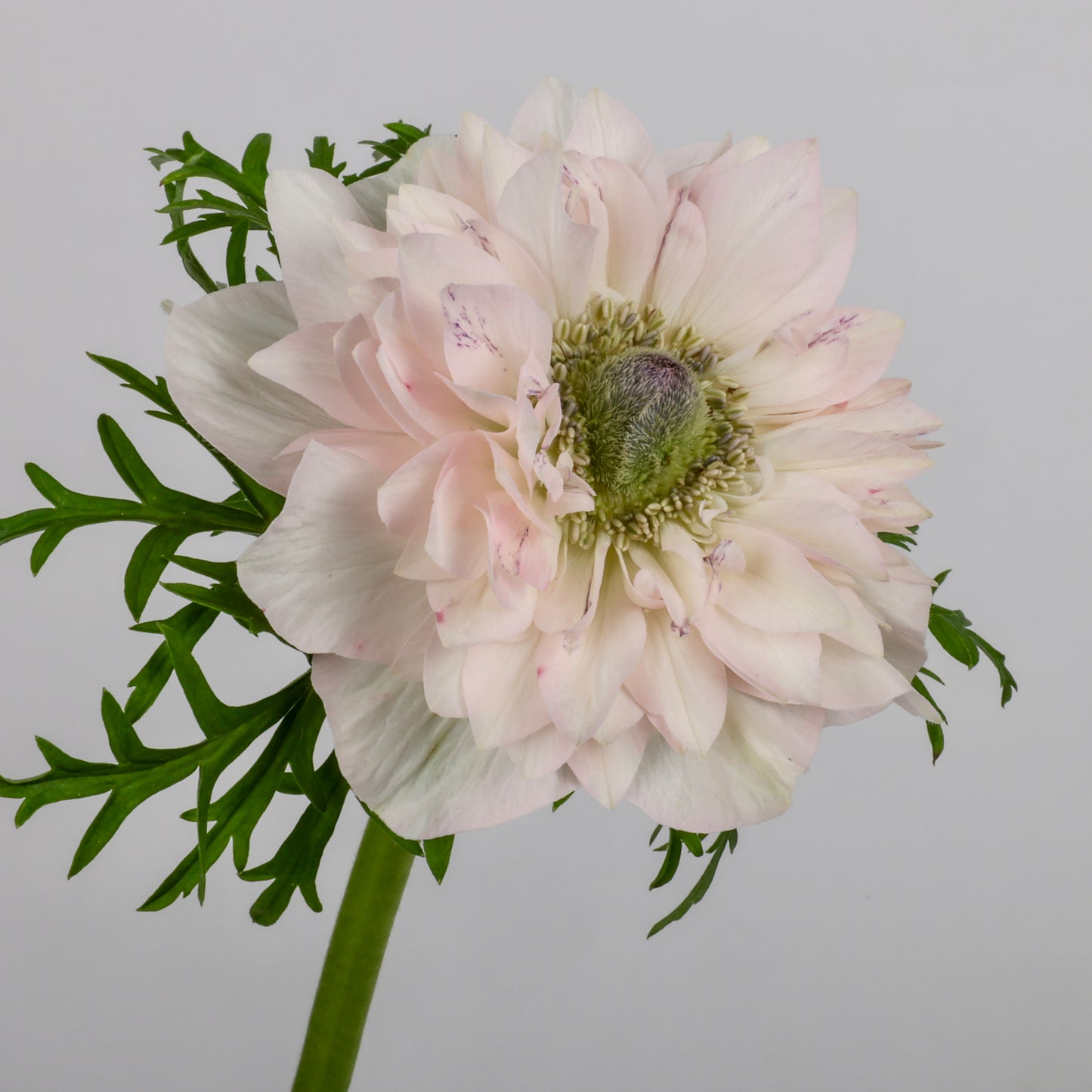 Italian Anemone 'Levante Rosa Chiaro' - 25 SEEDS (PRE-ORDER)